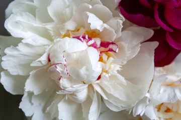Fototapeta na wymiar Lush white pink yellow peony closeup. Beautiful flower as a gift for the holiday. Bouquet of tender flowers. Top view. Selective focus