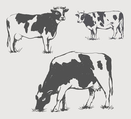 Set of cows in graphic style, from hand drawing image. Template for creating packaging design farm products and signage natural food stores.