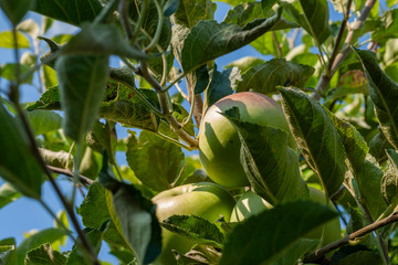 Ripe fresh apples grow on the branches.