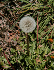 Tinny and little beautiful flower