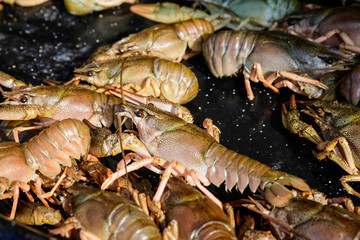 Raw European crayfishes Astacus astacus (noble or broad-fingered crayfish, the most common species of crayfish in Europe) in a pan ready to be cooked at a street food festival, healthy seafood 