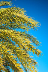 Green palm tree in front of blue sky, Mallorca, Spain