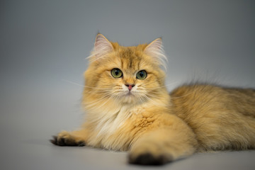 Naklejka na ściany i meble British Shorthair Kitten Cat Isolated