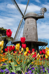 Windmill and tulips in bloom, Social Distancing, Queen Wilhelmina Garden, San Francisco, CA, March...