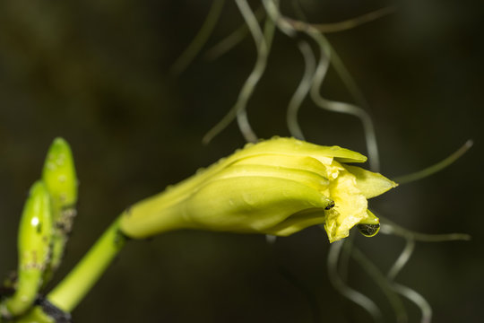 fleur de vanille orchid&eacute;e