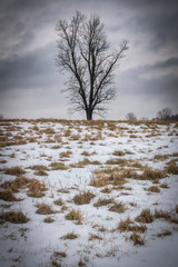 Mysterious Tree in Winter Snow Field - 332722776