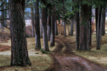 Ponderosa Path