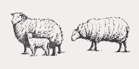 Sheep in graphic style, from hand drawing image. Template for creating packaging design farm products and signage natural food stores.