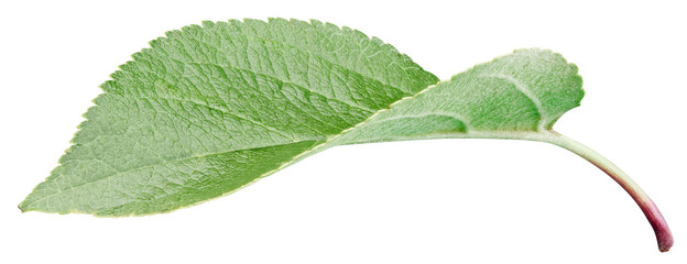 Fototapeta premium Apple leaves isolated on white
