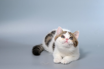 British Shorthair Kitten Cat Isolated