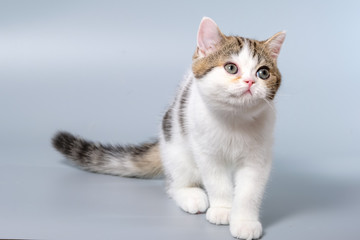 British Shorthair Kitten Cat Isolated