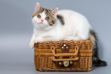 Fototapeta na wymiar British Shorthair Kitten Cat Isolated