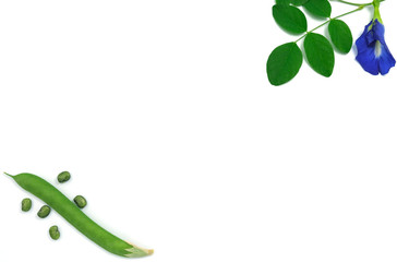 butterfly pea flowers with green pad contain seed on leaves. fresh flora violet blooming. herb of thai food. isolated on white background  and copy space.