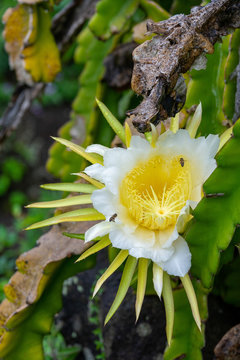 Fleur jaune de cactus pittaya avec des abeilles