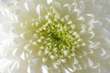A macro photo of chrysanthemum flower. Light closeup of white Chrysanthemum flower with shadows.