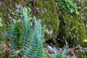 Plantas, musgos en un bosque