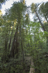 California Redwood Trees