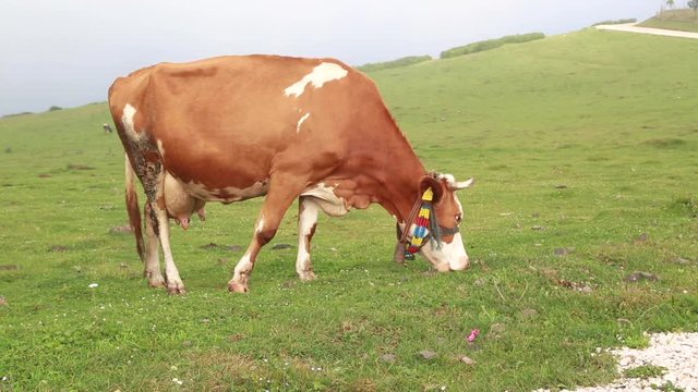 Cow grazing in a sunny summer