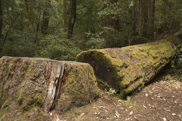 California Redwood Trees