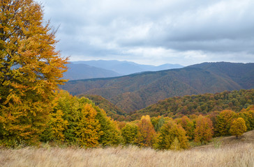 In the Carpathians golden autumn. A beautiful landscape against the background of high mountain ranges and beautiful beech forests scenic There is a nice lush trees on the lawn with orange leaves.