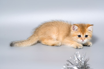 British Shorthair Kitten Cat Isolated