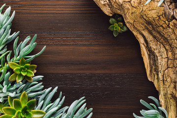 Succulents on Wood Background