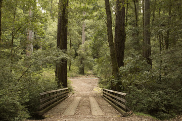 California Redwood Trees