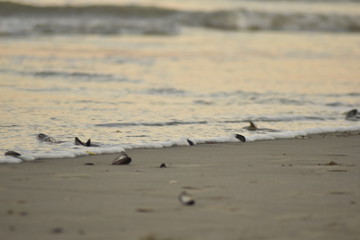 conchiglie sulla battigia