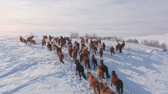 Aerial: Herd of horses are moving to the top of the snowy hill at winter sunny evening