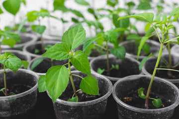 Garden and vegetable garden .Spring planting.Fresh young green shoots in a box .Green seedlings on a rustic wooden table.Green sprouts in the ground.Spring vegetables.Flowers.seedlings.