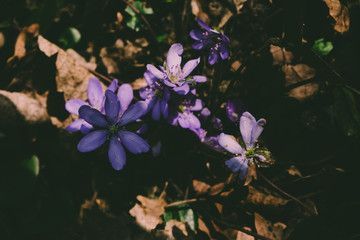 wiosenne kwiaty