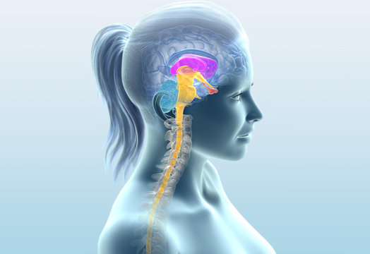 Transparent human brain with spinal cord and spine, medical 3D illustration