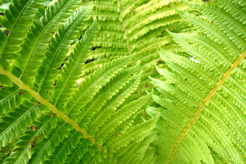 Green fern leaves.
