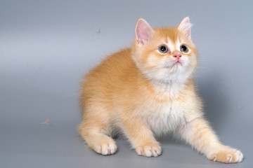 British Shorthair Kitten Cat Isolated