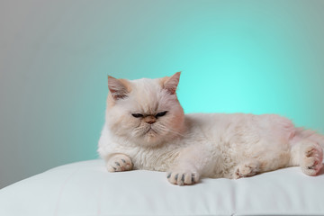 A white cat is lying on an Ottoman on a turquoise background. Pet. Furry paws. Cat manicure.