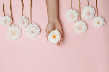 Woman's hand holding a white dahlia flower in palm, among other flowers on pink background. The concept of tenderness. Space for text.