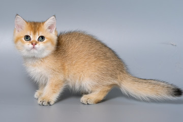 British Shorthair Kitten Cat Isolated