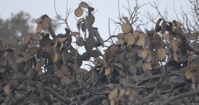 Dead Cacti - Aftermath of Thomas Fire in Ventura California December 2017. 