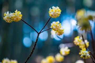 野倉のミツマタ