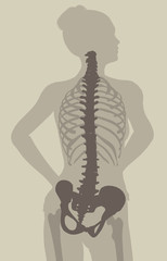 Fototapeta premium Backache pain, spine in back view, 3D medically illustration