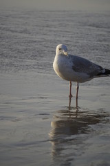 Möwe im Watt