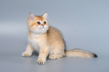 British Shorthair Kitten Cat Isolated