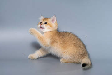 British Shorthair Kitten Cat Isolated