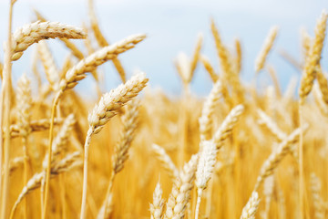 Fototapeta premium fields with pseudonym