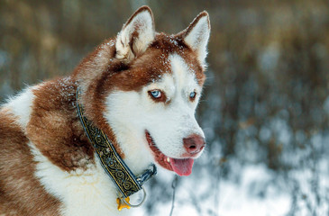 siberian husky in snow © Дмитрий Морозов