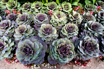 Decorative cabbage in garden