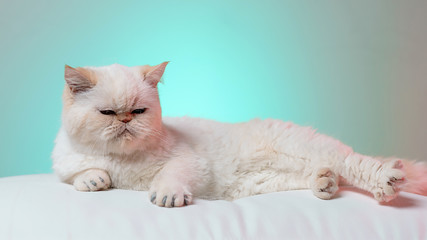 A white cat is lying on an Ottoman on a turquoise background. Pet. Furry paws. Cat manicure.