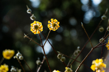 野倉のミツマタ