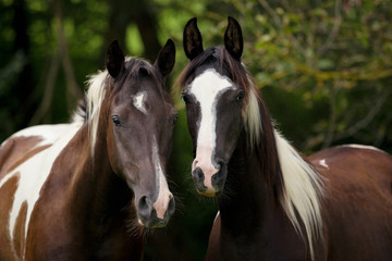 Two black and white horses portrait with green trees background 