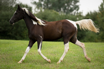 Obraz na płótnie Canvas Beautiful Arabian horse trotting through meadow 